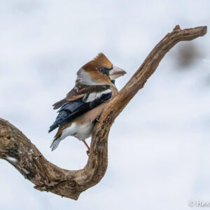 Canon-RF-200-800mm_1