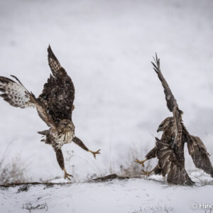 Canon-RF-200-800mm_22