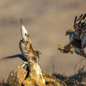 Canon-RF-200-800mm_23