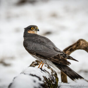 Canon-RF-200-800mm_24