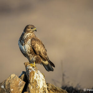 Canon-RF-200-800mm_25