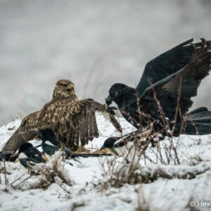 Canon-RF-200-800mm_26