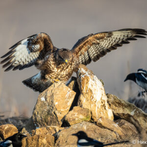 Canon-RF-200-800mm_27