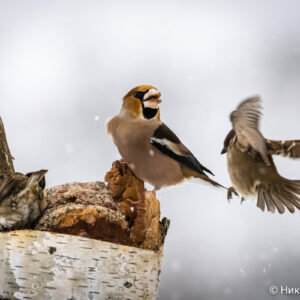 Canon-RF-200-800mm_28