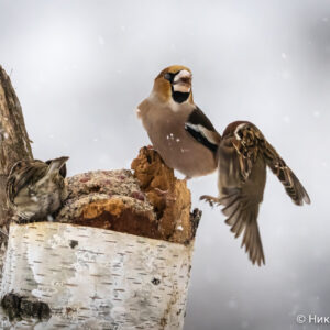 Canon-RF-200-800mm_29