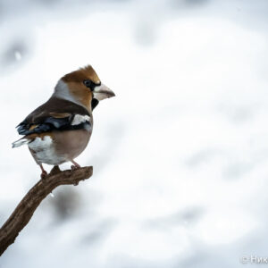 Canon-RF-200-800mm_30