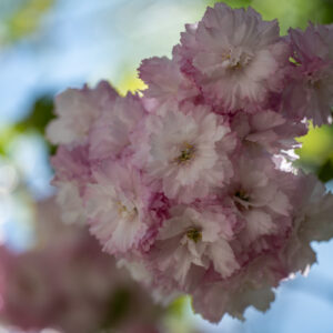 Laowa-100mm-f-2.8-2X-Ultra-Macro-APO_1