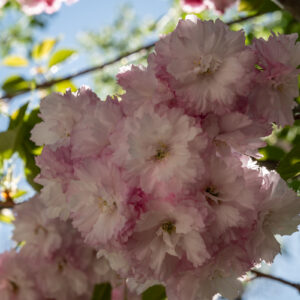 Laowa-100mm-f-2.8-2X-Ultra-Macro-APO_2