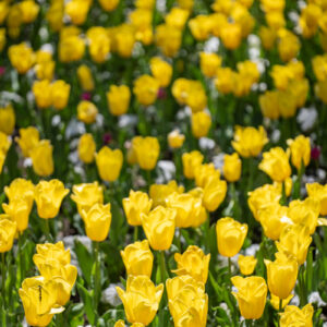 Laowa-100mm-f-2.8-2X-Ultra-Macro-APO_6