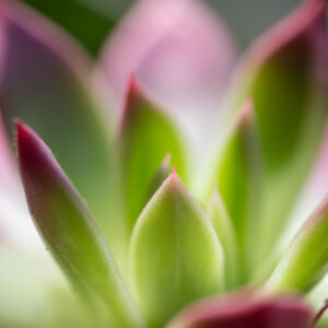 Laowa-100mm-f-2.8-2X-Ultra-Macro-APO_7