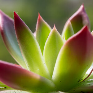 Laowa-100mm-f-2.8-2X-Ultra-Macro-APO_8