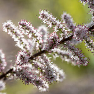 Laowa-100mm-f-2.8-2X-Ultra-Macro-APO_9