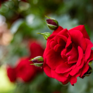 Nikkor-Z-40mm-f-2_10