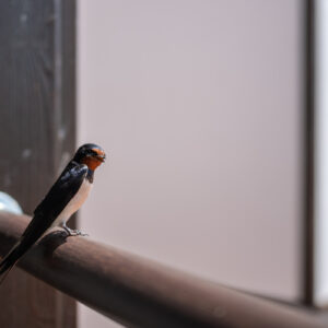 Nikkor-Z-40mm-f-2_22