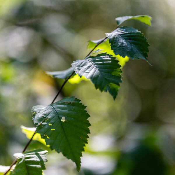 Canon-RF-135-f1.8-1.8 Canon-RF-135-f1.8-1.8