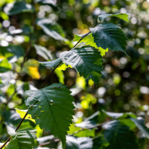 Canon-RF-135-f1.8-11 Canon-RF-135-f1.8-11