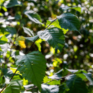 Canon-RF-135-f1.8-16 Canon-RF-135-f1.8-16