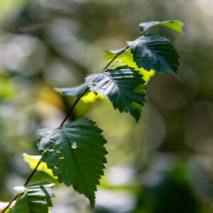 Canon-RF-135-f1.8-2 Canon-RF-135-f1.8-2