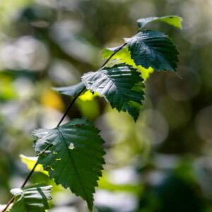 Canon-RF-135-f1.8-2.8 Canon-RF-135-f1.8-2.8