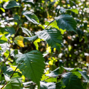 Canon-RF-135-f1.8-22 Canon-RF-135-f1.8-22