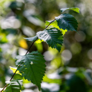 Canon-RF-135-f1.8-4 Canon-RF-135-f1.8-4