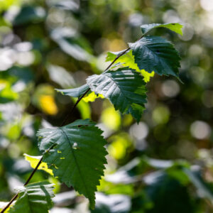 Canon-RF-135-f1.8-5.6 Canon-RF-135-f1.8-5.6