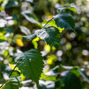 Canon-RF-135-f1.8-8 Canon-RF-135-f1.8-8