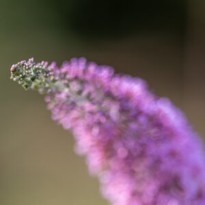 Canon-RF-135-f1.8_23