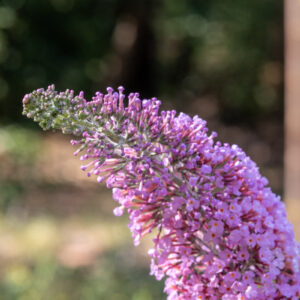 Canon-RF-135-f1.8_24