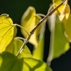 Canon-RF-135-f1.8_25