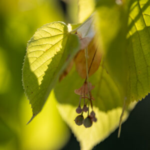 Canon-RF-135-f1.8_26